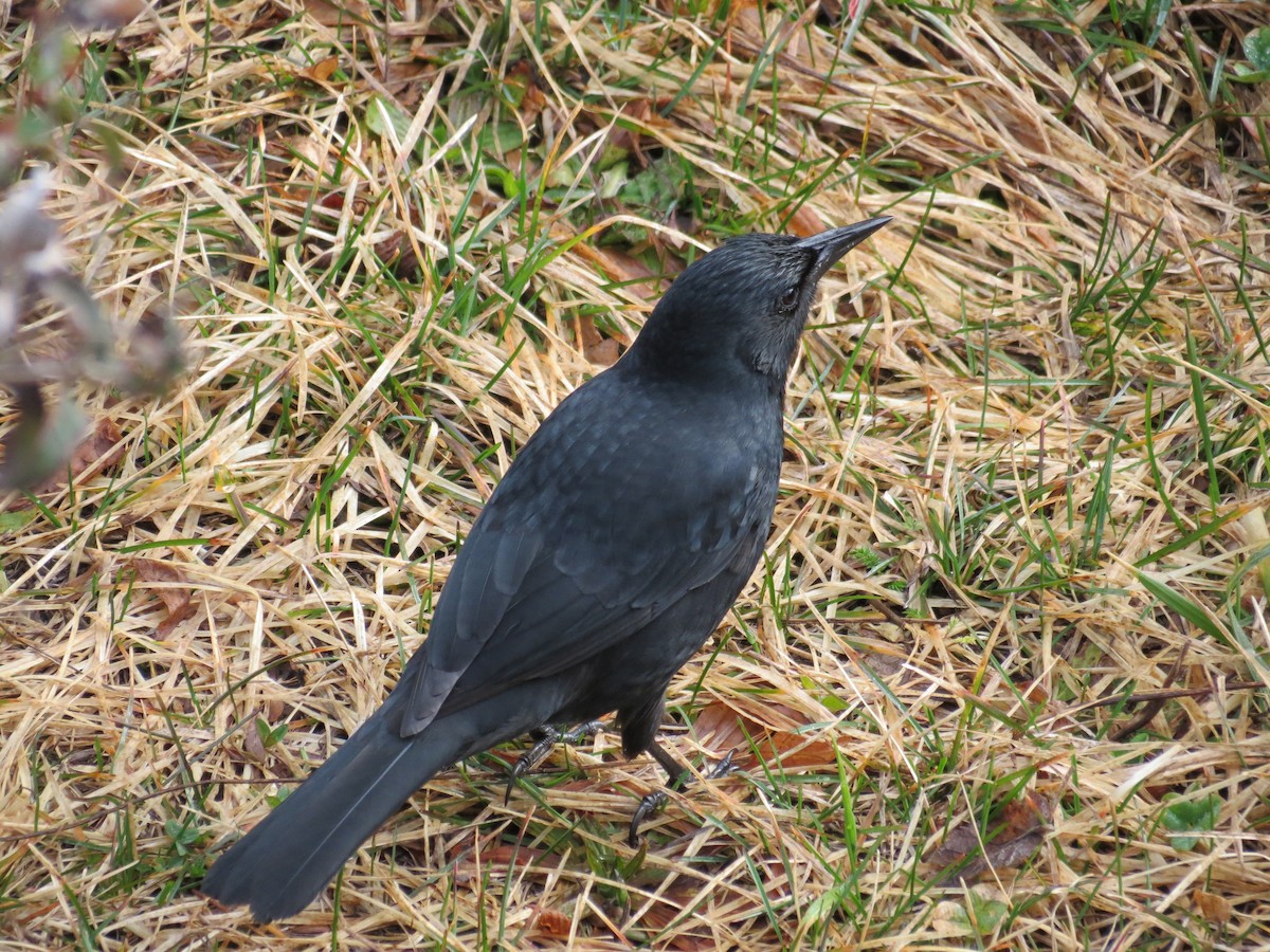 Austral Blackbird - ML183388391