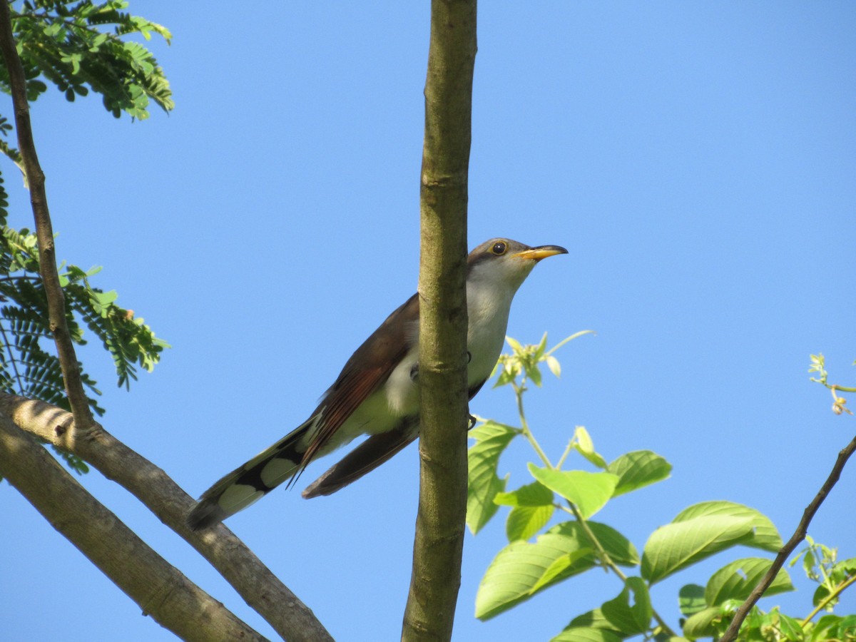 Yellow-billed Cuckoo - ML183388631