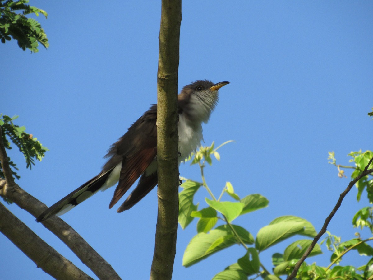 Yellow-billed Cuckoo - ML183388701