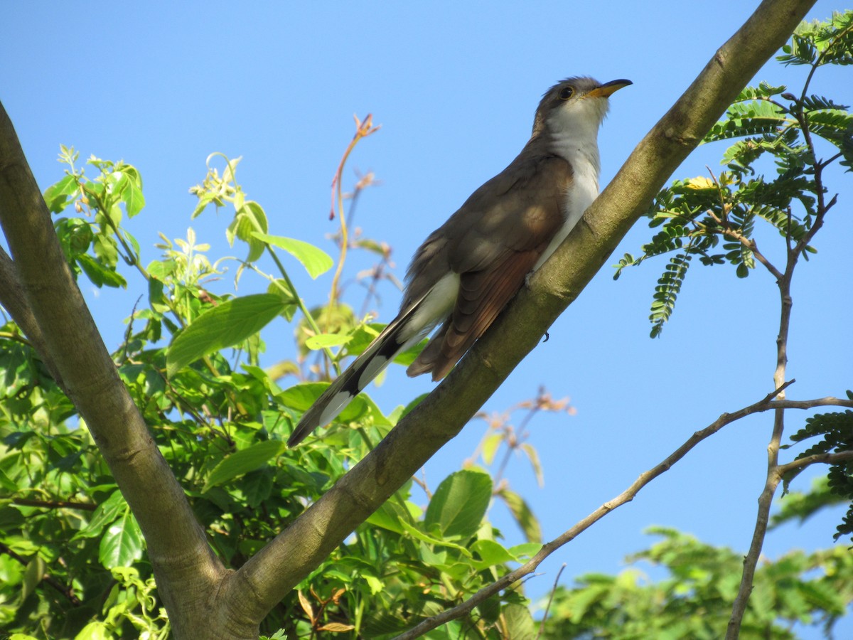 Yellow-billed Cuckoo - ML183388741