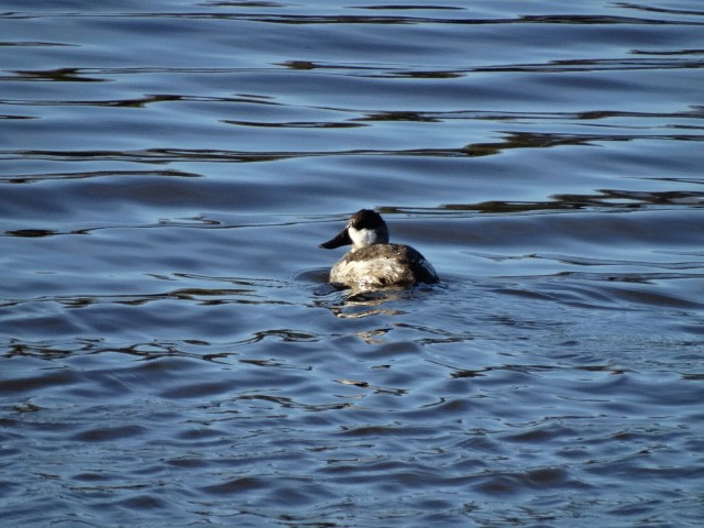 Ruddy Duck - ML183389711