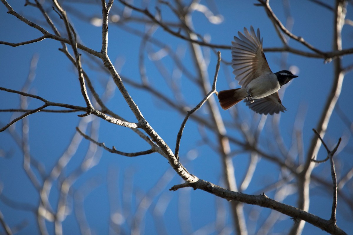 Red-tailed Vanga - Rick Bateman
