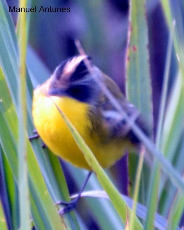 Crested Doradito - Leonardo Santoro - COA Carpinterito Barrado Ramallo