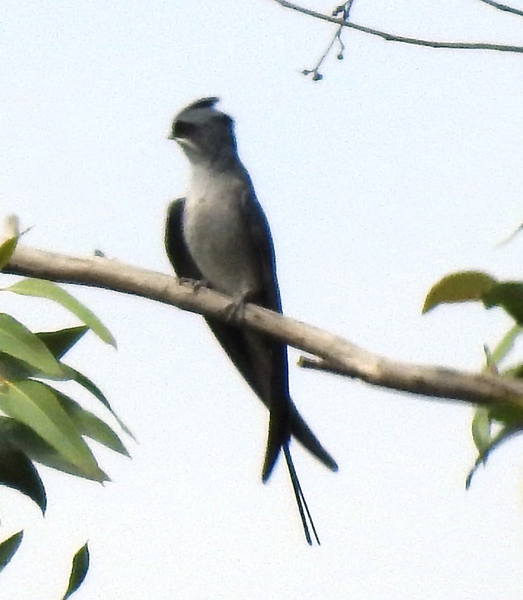 Crested Treeswift - ML183393471