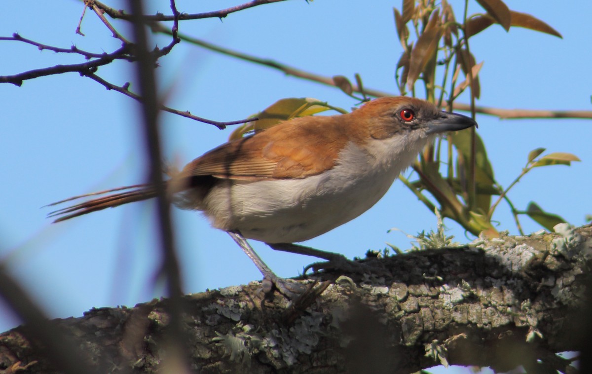 Great Antshrike - ML183394101