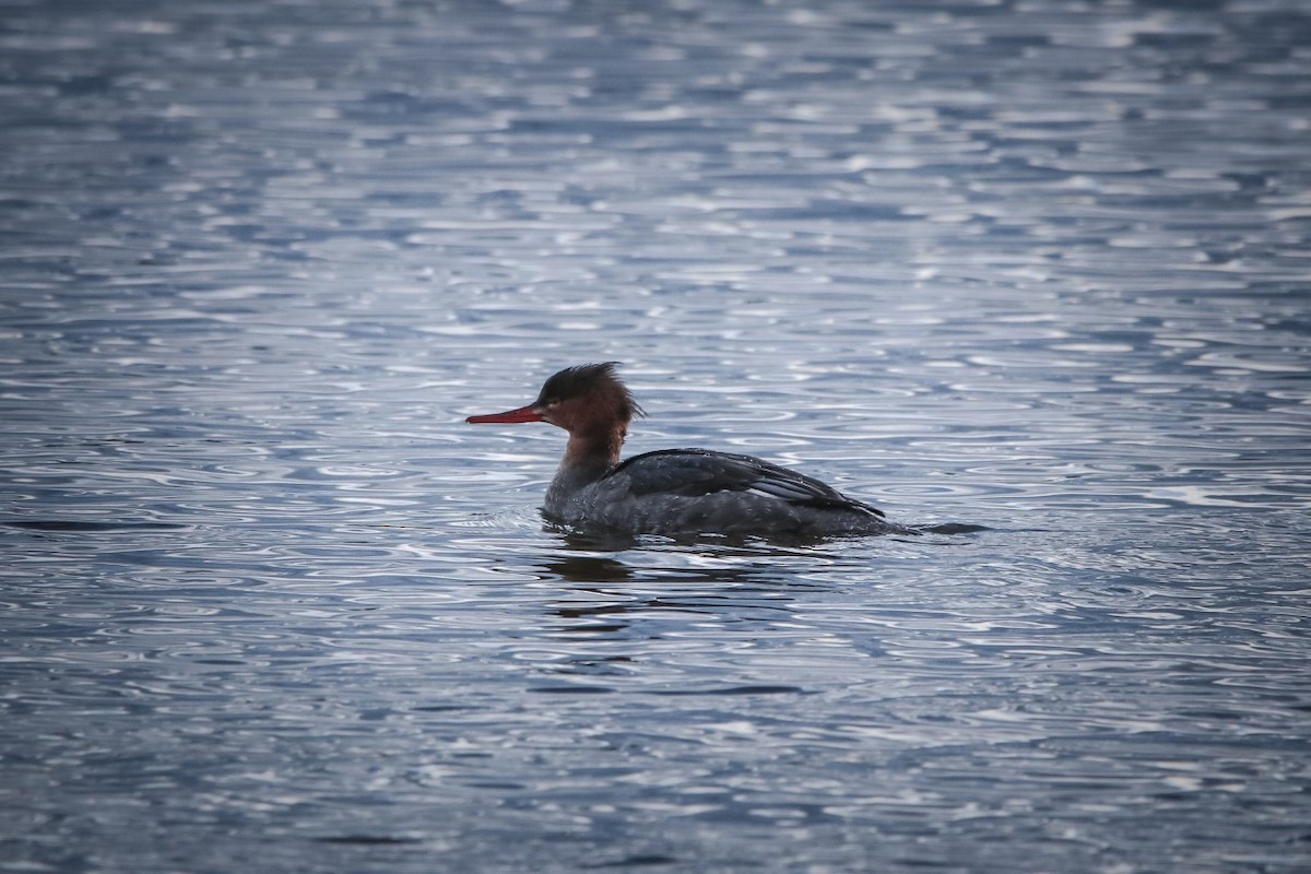 Red-breasted Merganser - ML183395711