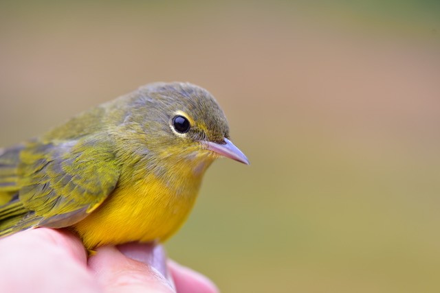 Mourning Warbler - Billie Cantwell