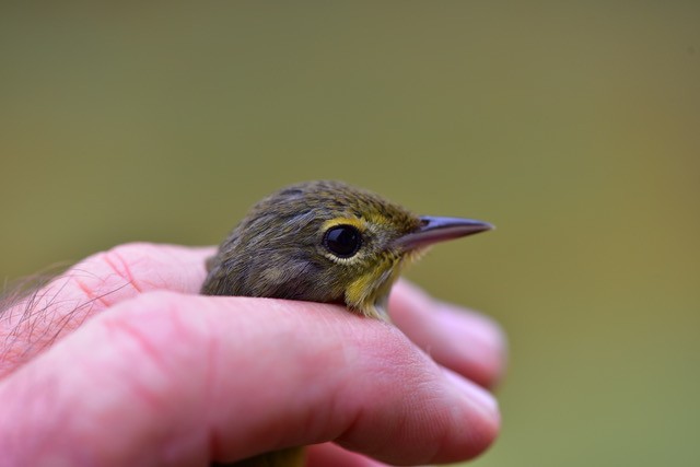 Mourning Warbler - ML183396281