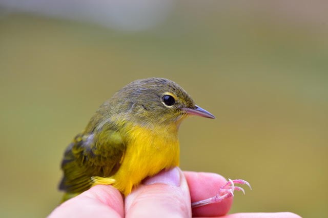 Mourning Warbler - Billie Cantwell