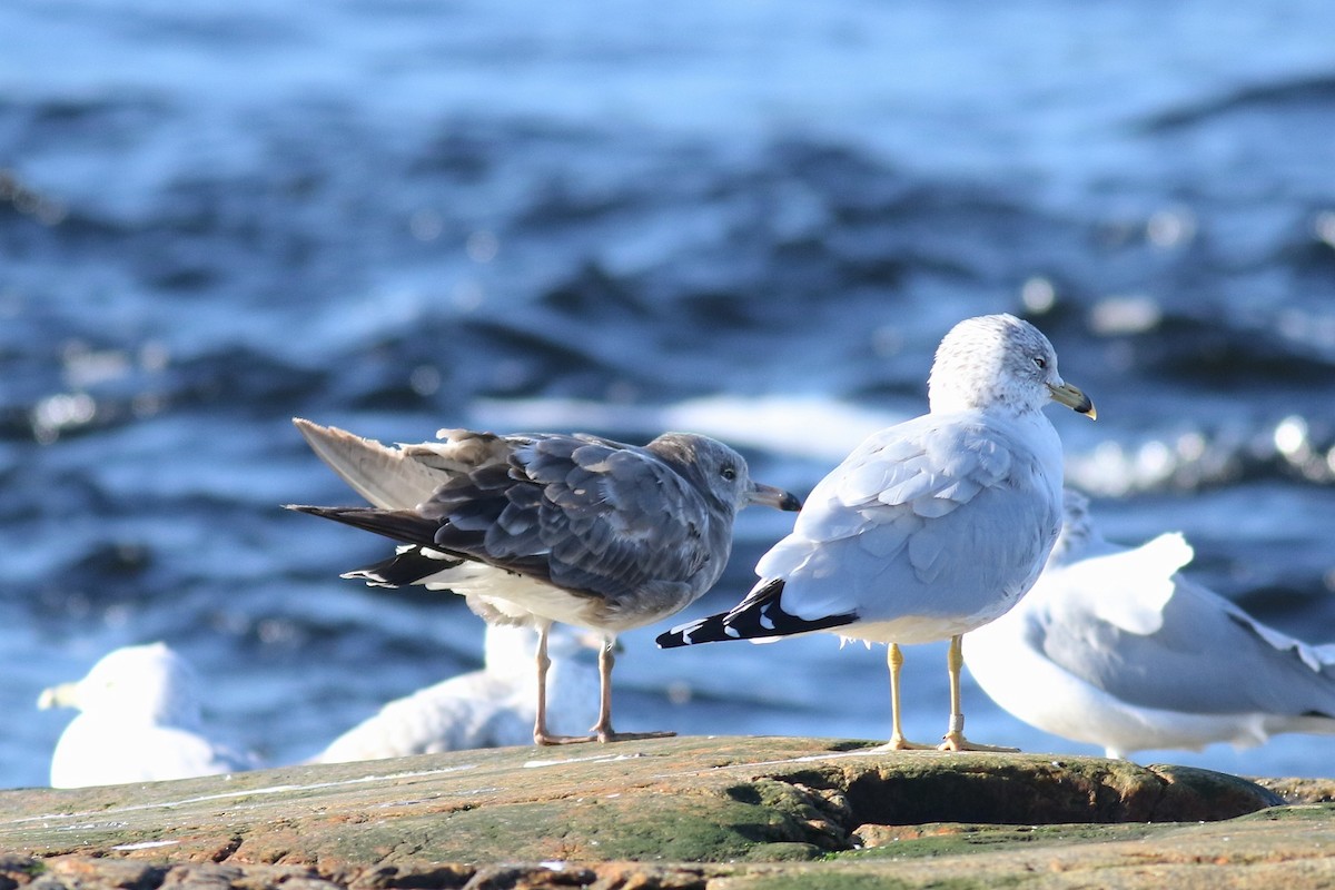 Black-tailed Gull - Olivier Barden