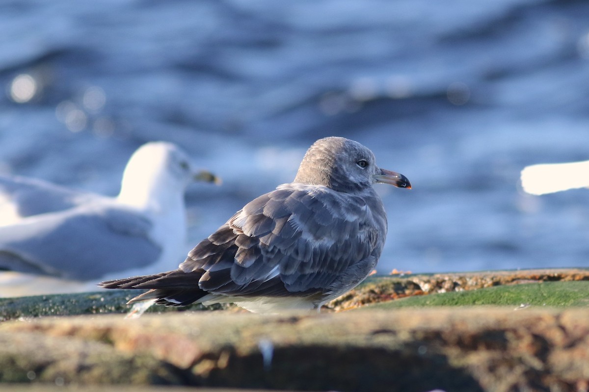 Black-tailed Gull - Olivier Barden
