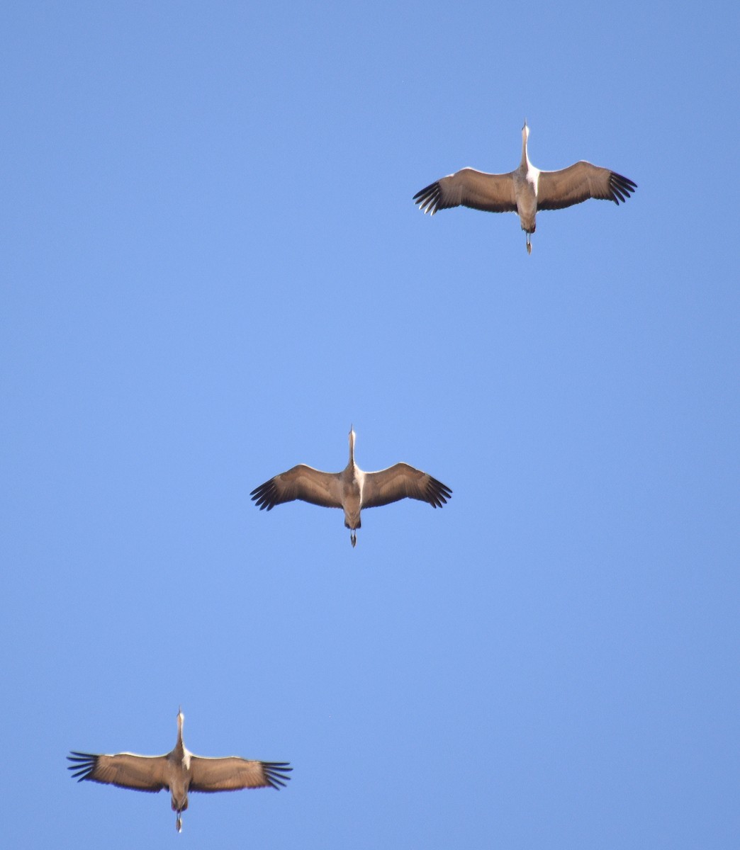 Sandhill Crane (canadensis) - ML183397281