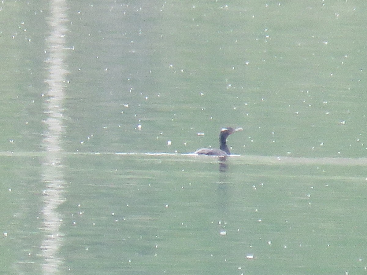 Cormorán Orejudo - ML183398261