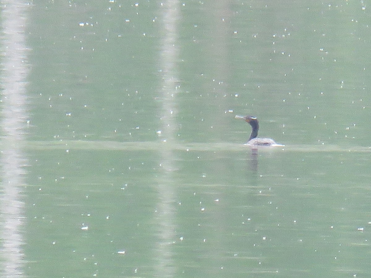 Cormorán Orejudo - ML183398281