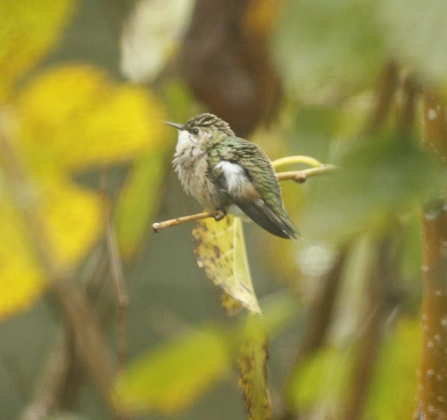 Colibri à gorge noire - ML183398591