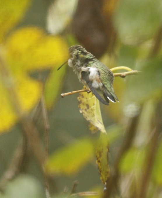 Black-chinned Hummingbird - Colette Micallef