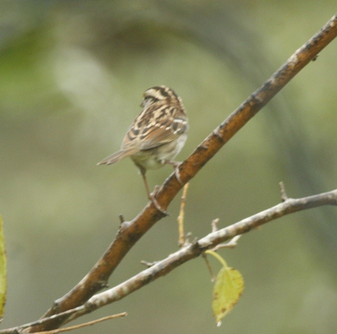 White-throated Sparrow - ML183398711