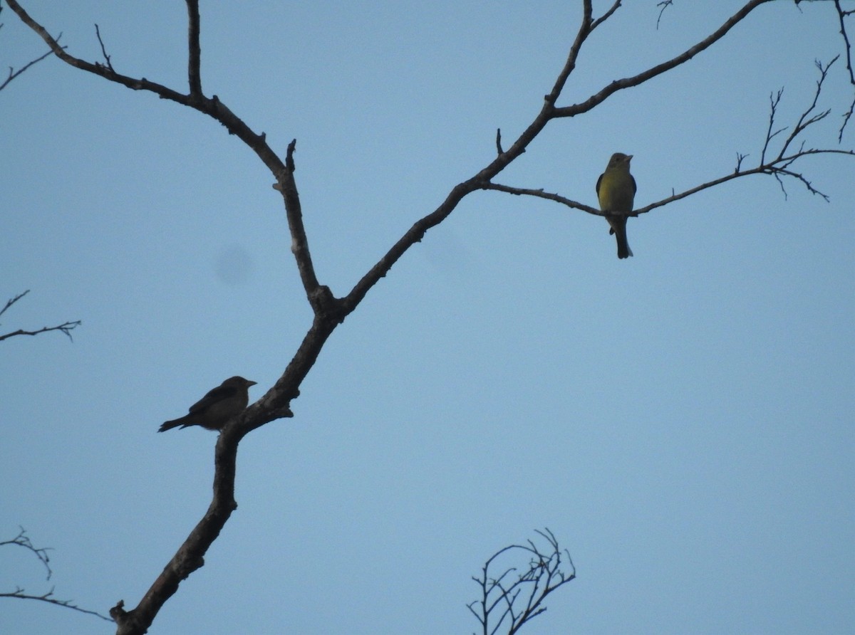 Scarlet Tanager - Rudy Botzoc @ChileroBirding