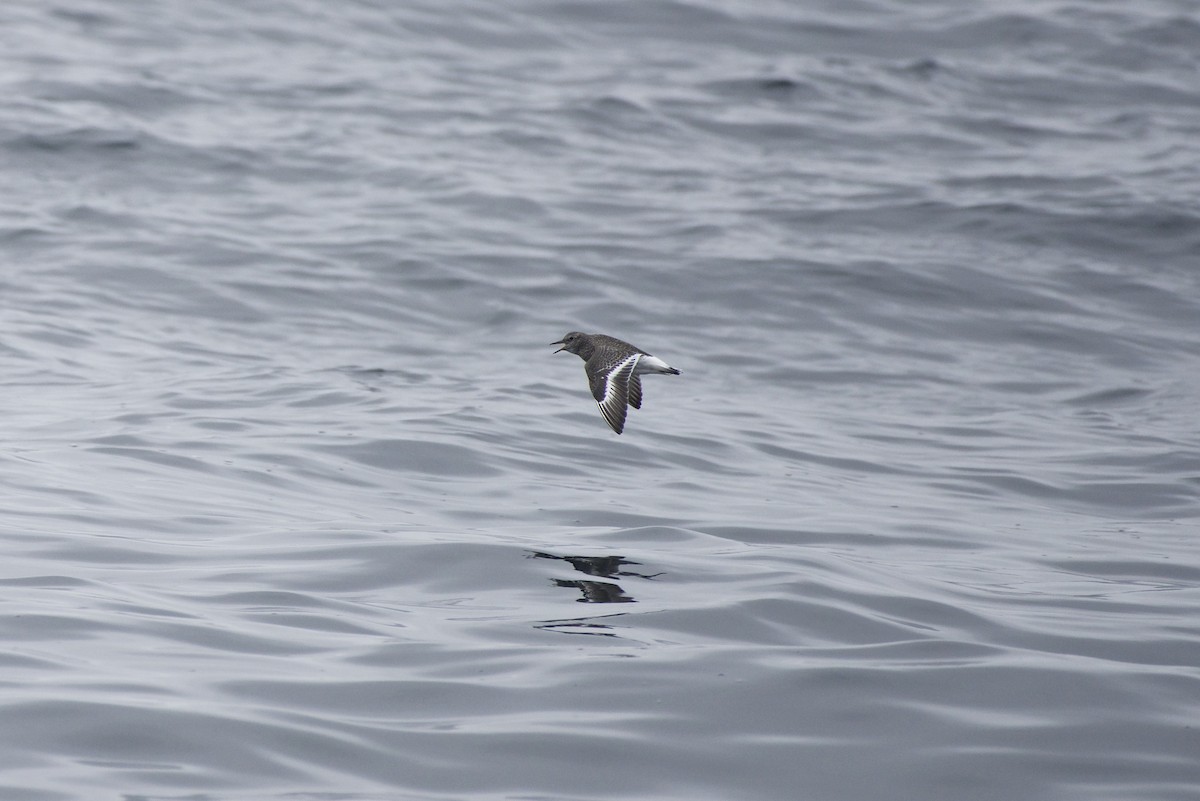 Surfbird - ML183400391