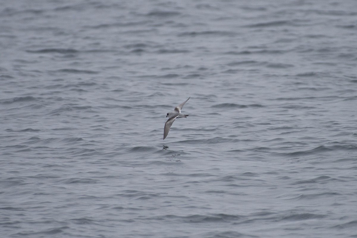 Fork-tailed Storm-Petrel - ML183400471