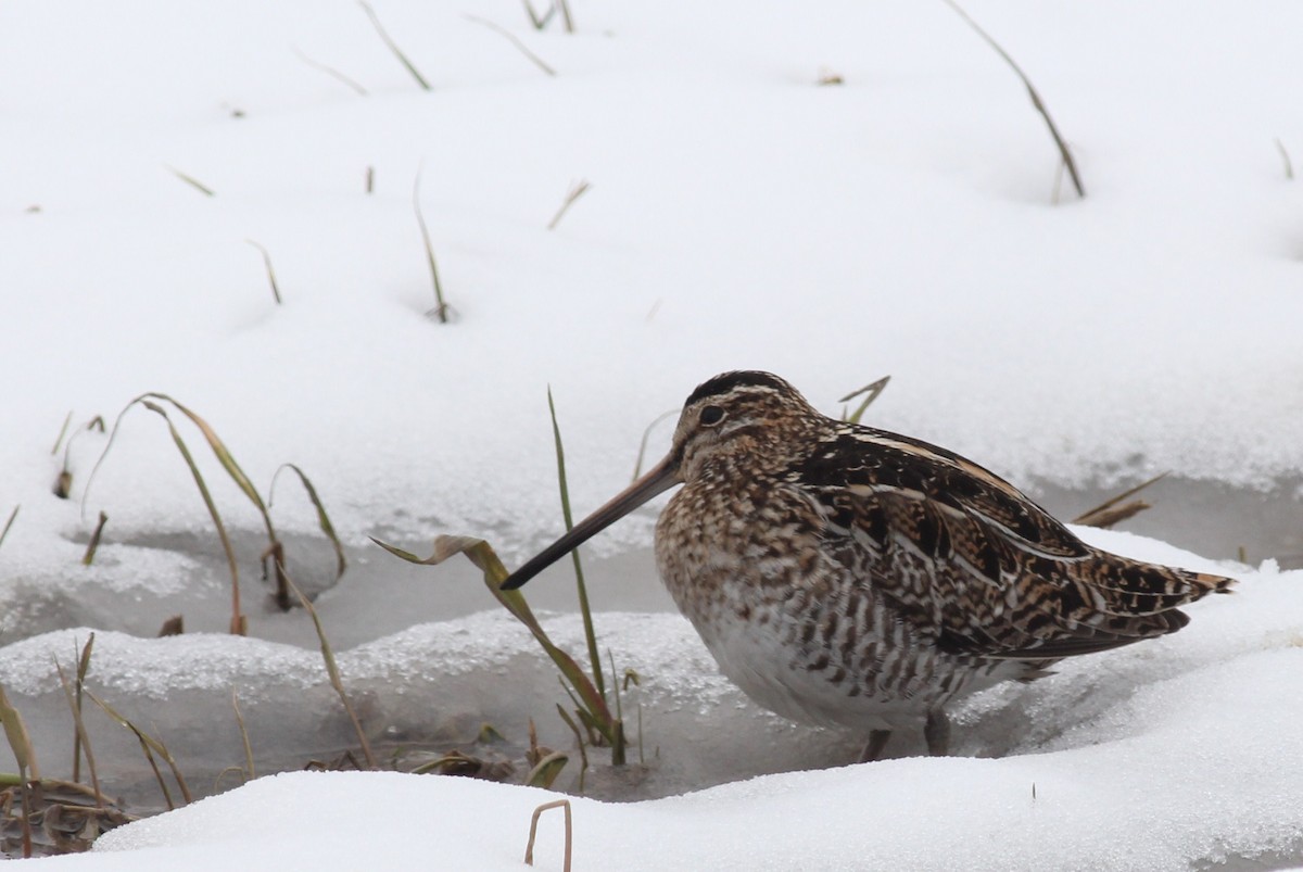 Wilson's Snipe - ML183400571