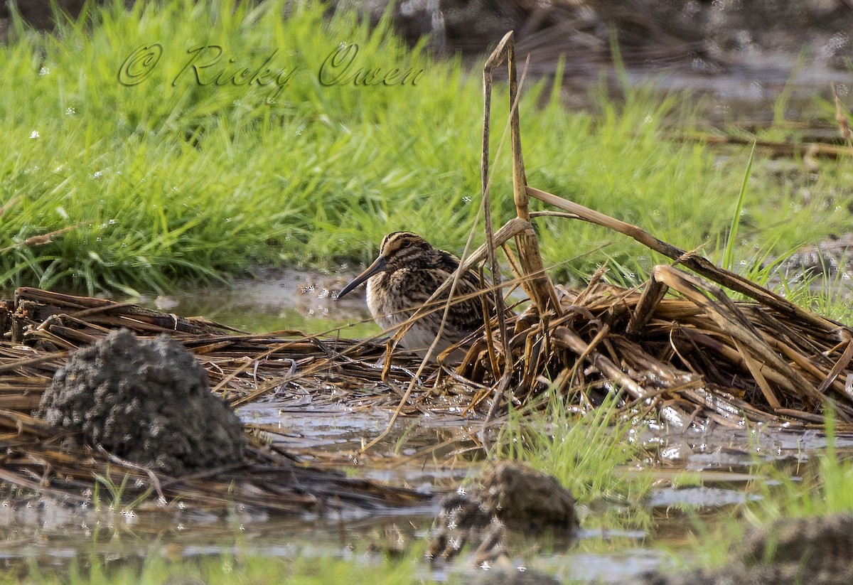 Jack Snipe - ML183401601