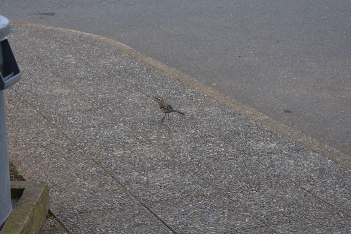 Chilean Mockingbird - ML183402131