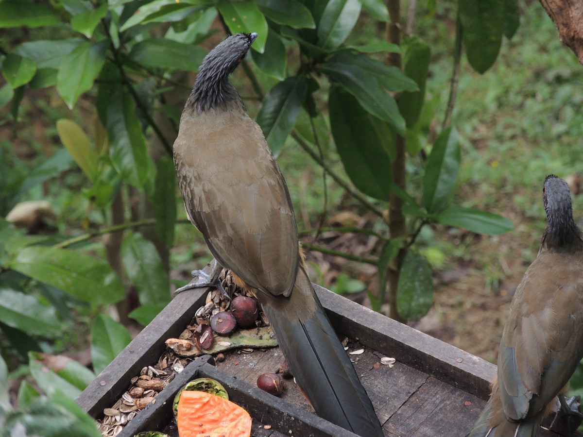 West Mexican Chachalaca - ML183403301