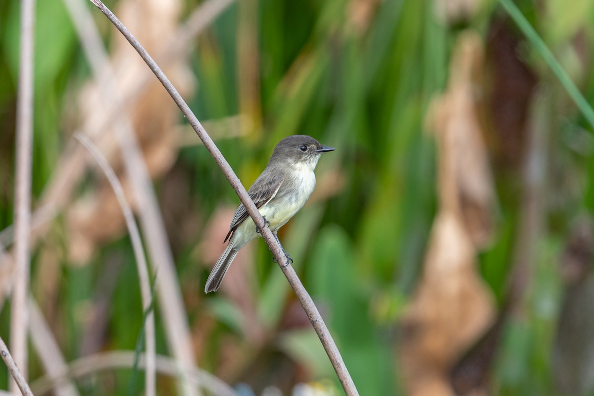 Eastern Phoebe - ML183403681