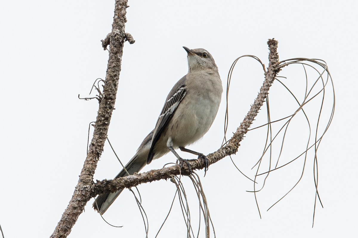 Northern Mockingbird - ML183403711