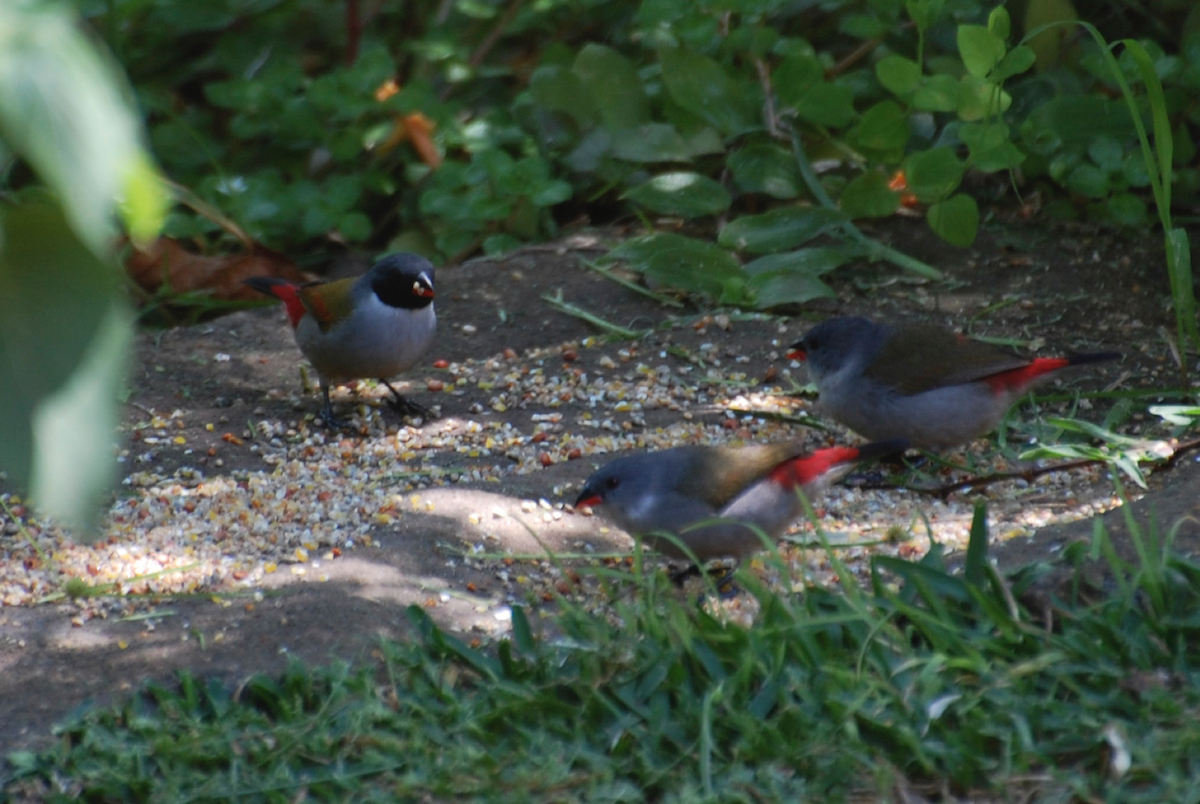 Swee Waxbill - ML183406291