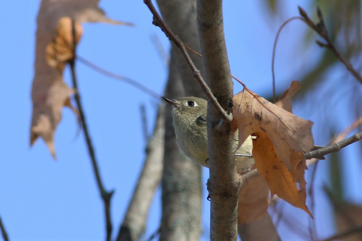 Ruby-crowned Kinglet - ML183406571