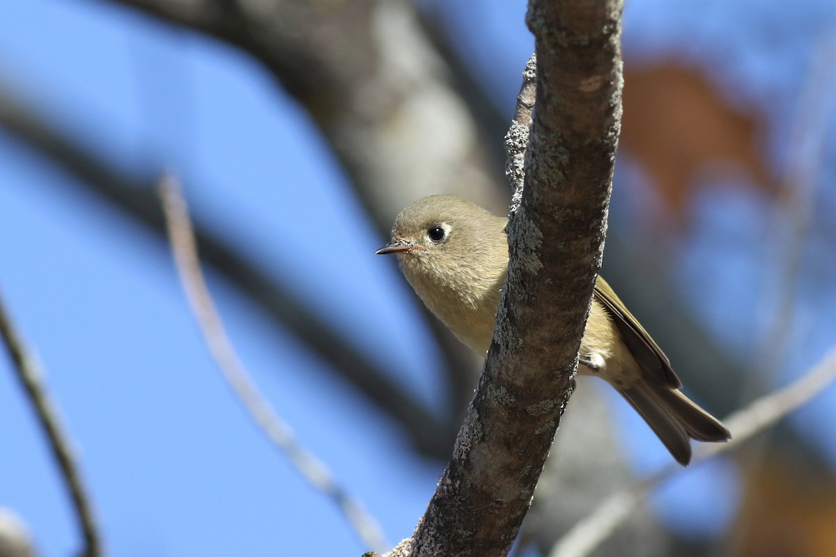 Ruby-crowned Kinglet - ML183406581