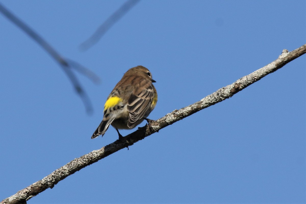 lesňáček žlutoskvrnný (ssp. coronata) - ML183406651