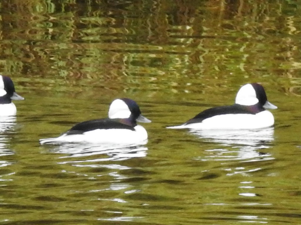 Bufflehead - ML183407691