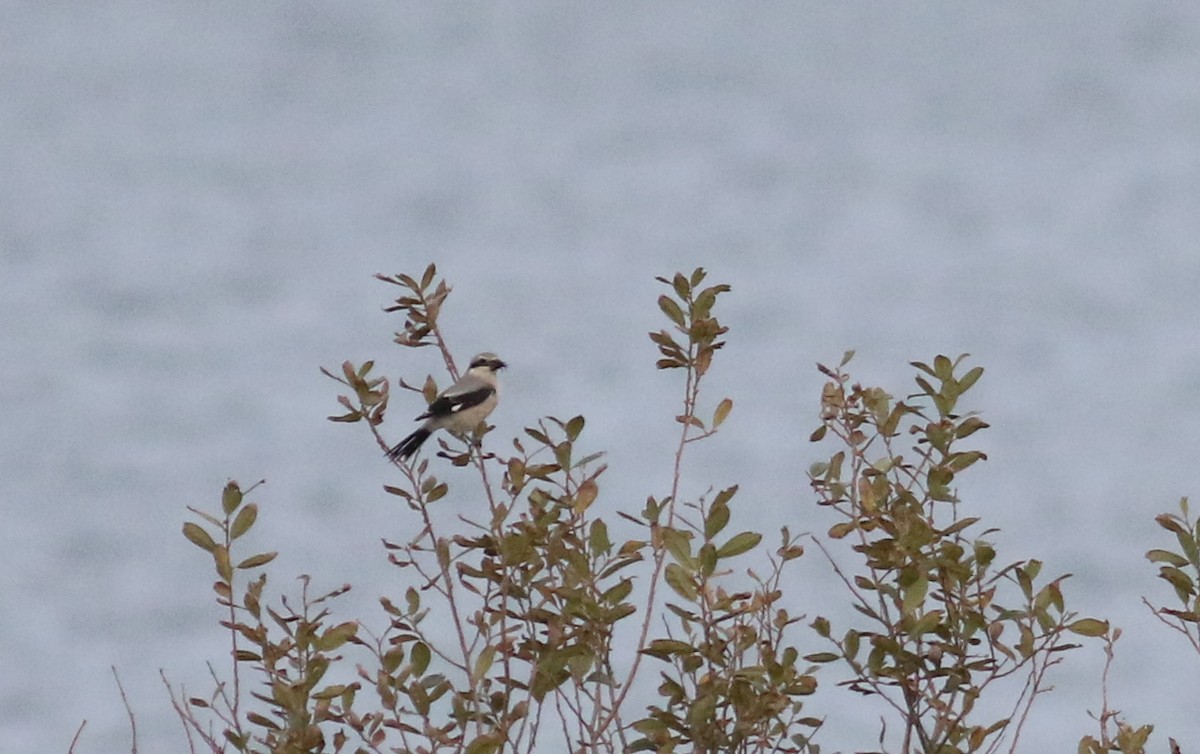 Great Gray Shrike (Great Gray) - ML183409761