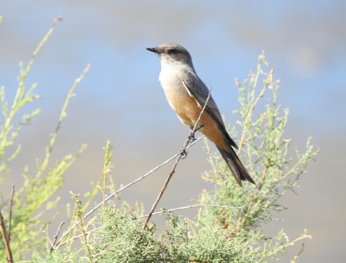 Say's Phoebe - ML183411611