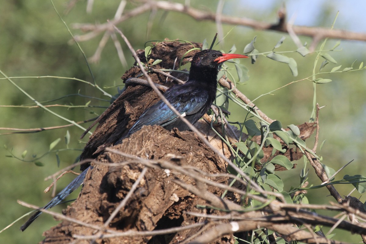 Green Woodhoopoe - ML183411881