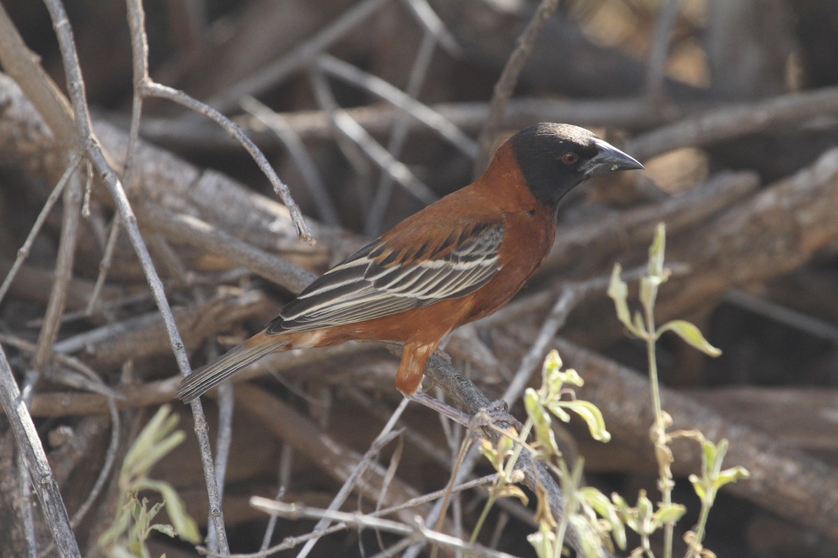 Chestnut Weaver - ML183412381