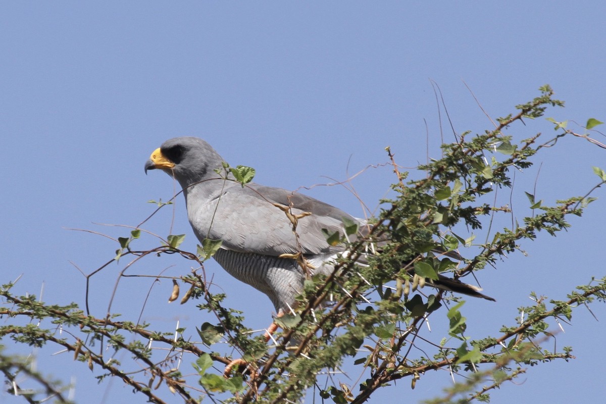 Eastern Chanting-Goshawk - ML183412511