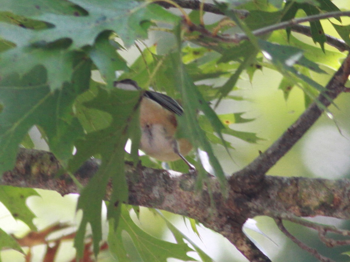 Bay-breasted Warbler - ML183412591