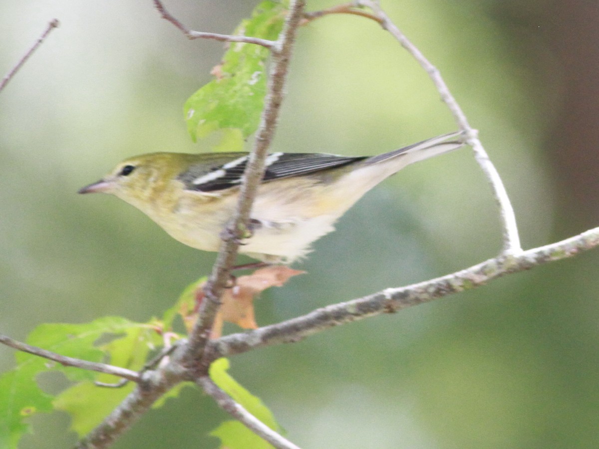 Bay-breasted Warbler - ML183412611