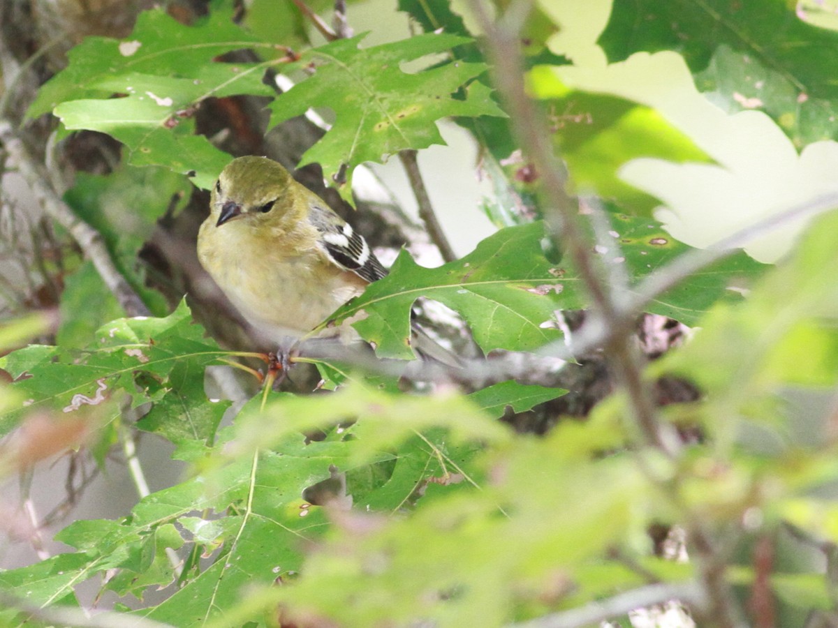 Bay-breasted Warbler - ML183412621