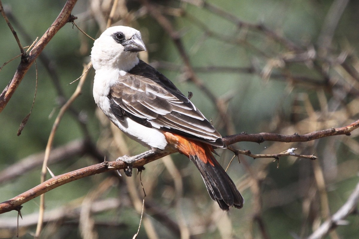 White-headed Buffalo-Weaver - ML183412931