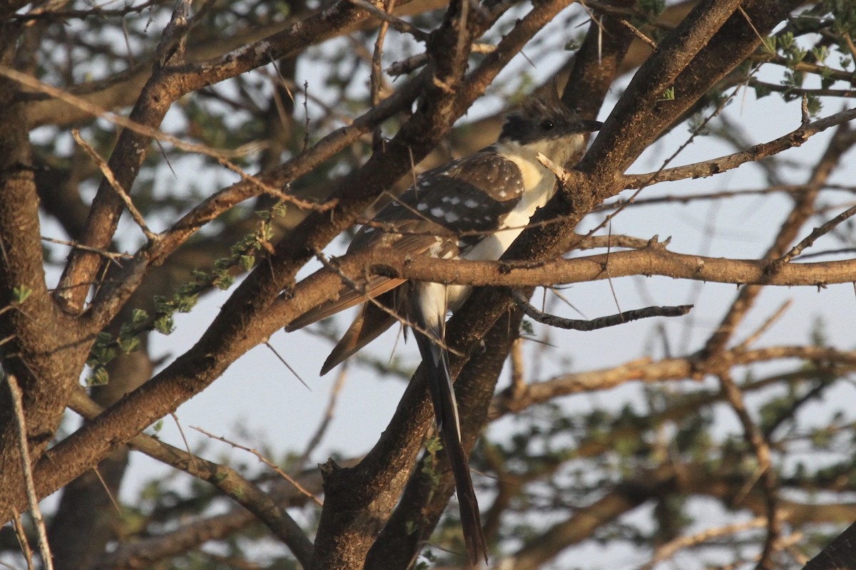 Great Spotted Cuckoo - ML183413111