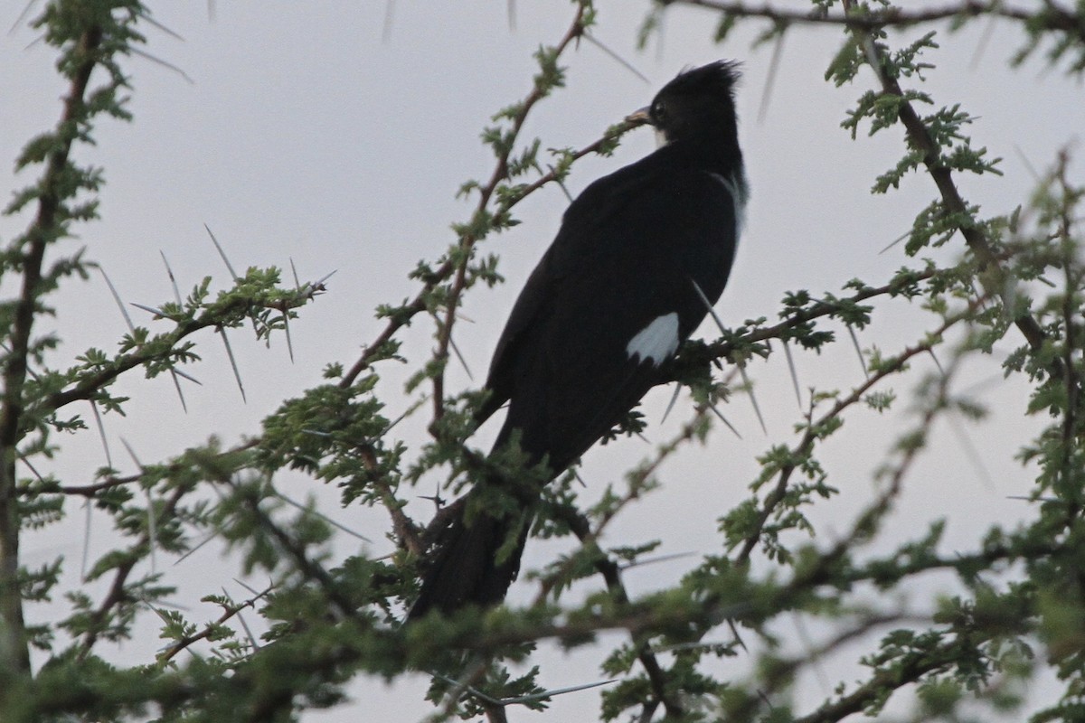 Pied Cuckoo - ML183413181