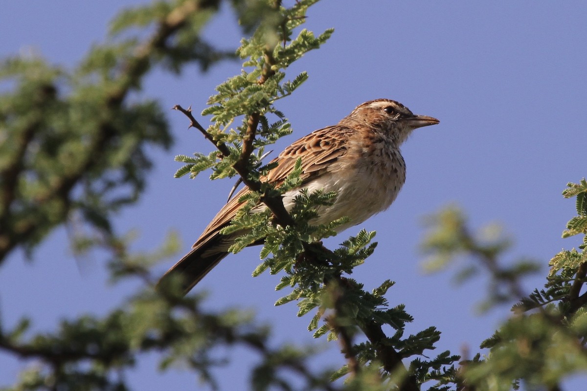 Fawn-colored Lark (Foxy) - ML183413541