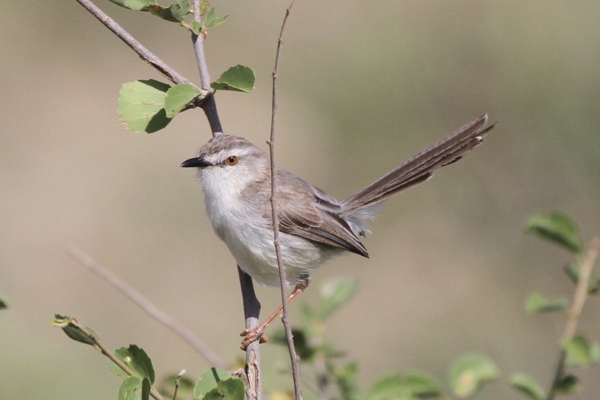 Pale Prinia - Juan martinez