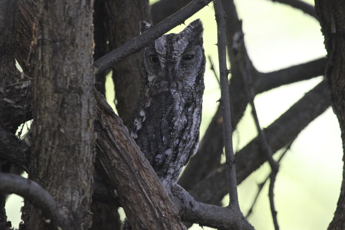 African Scops-Owl - ML183415231