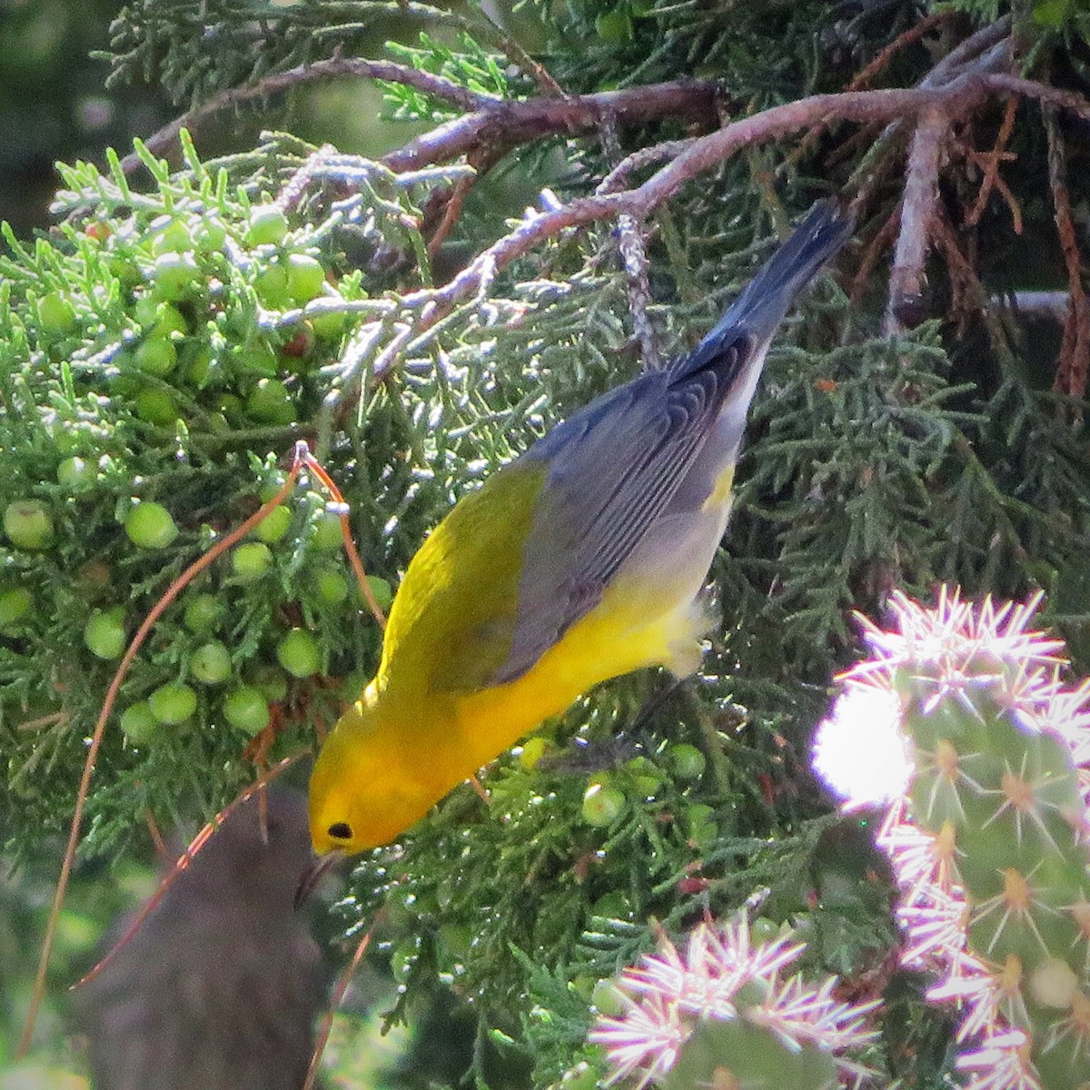Prothonotary Warbler - ML183416341